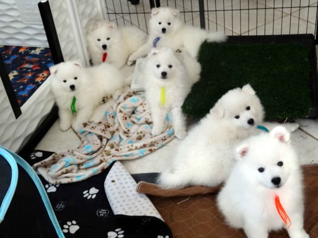 American Eskimo Dog Puppies Full Vaccinated media 26