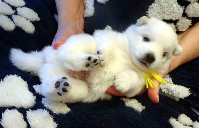 American Eskimo Dog Puppies Full Vaccinated media 18