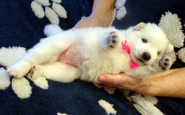 American Eskimo Dog Puppies Full Vaccinated media 16