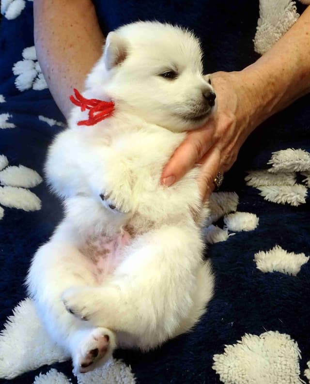 American Eskimo Dog Puppies Full Vaccinated media 17