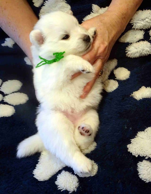 American Eskimo Dog Puppies Full Vaccinated media 15