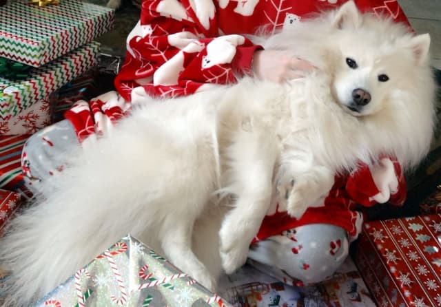 American Eskimo Dog Puppies Full Vaccinated media 27