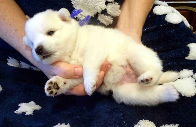 American Eskimo Dog Puppies Full Vaccinated media 13