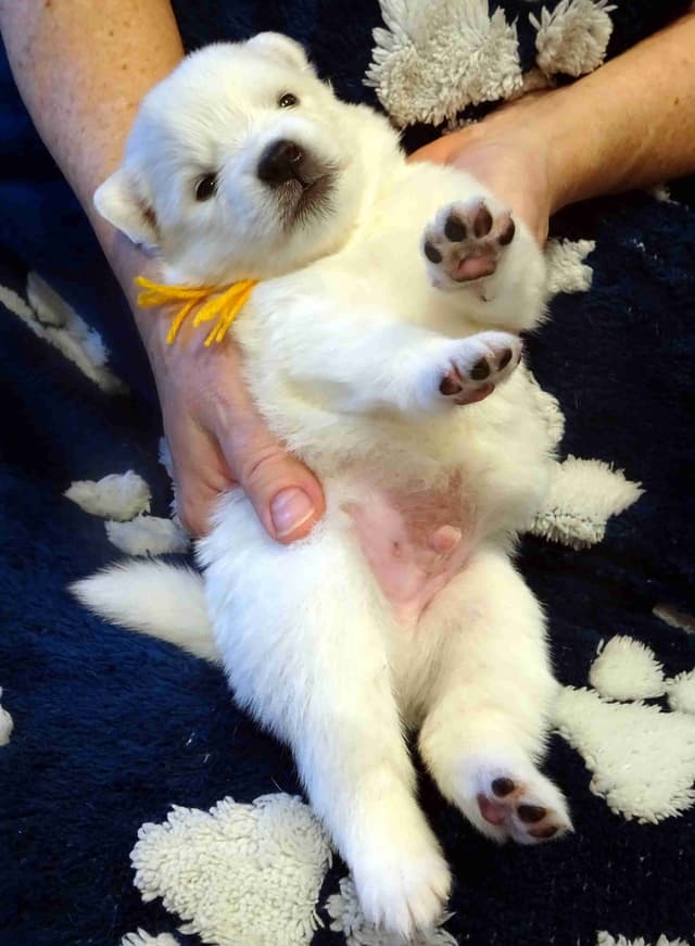 American Eskimo Dog Puppies Full Vaccinated media 14