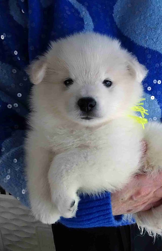 American Eskimo Dog Puppies Full Vaccinated media 4