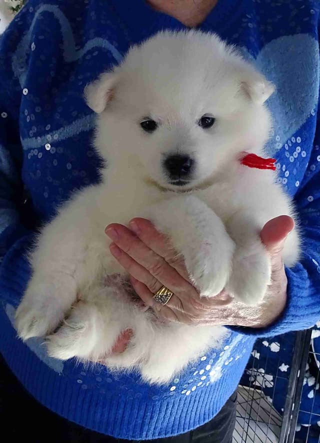 American Eskimo Dog Puppies Full Vaccinated media 6