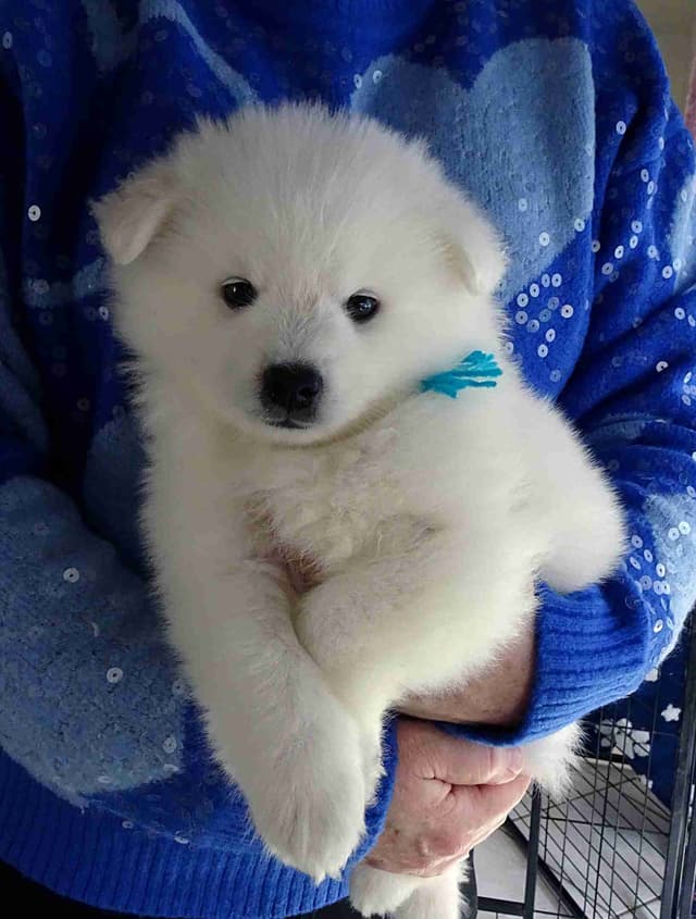 American Eskimo Dog Puppies Full Vaccinated media 2