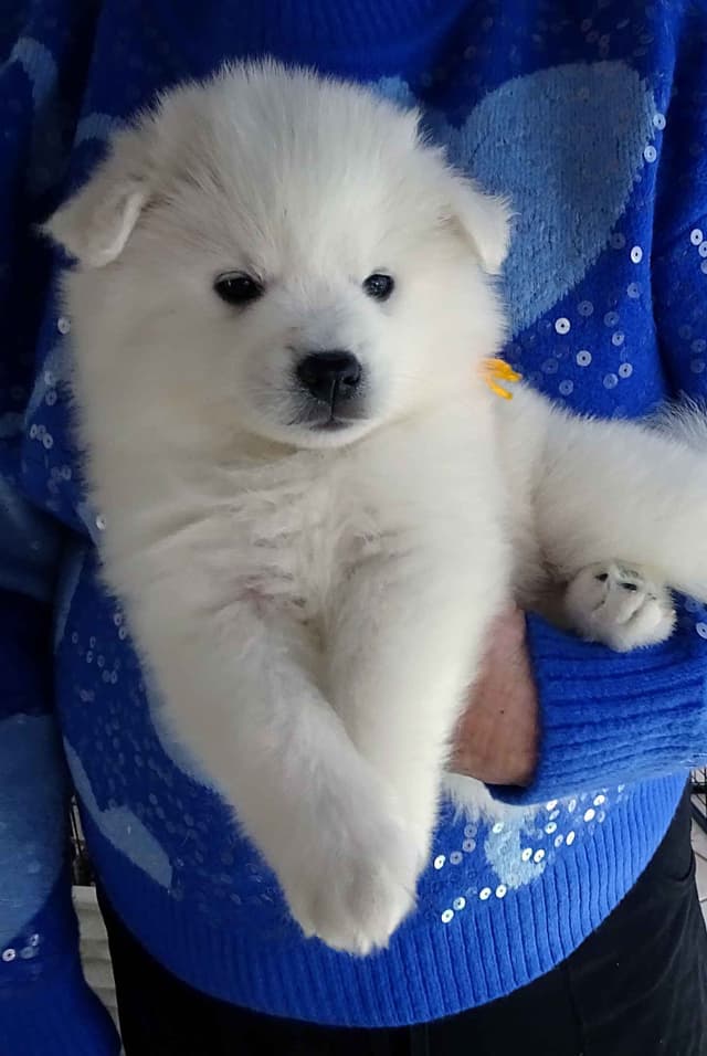 American Eskimo Dog Puppies Full Vaccinated media 8