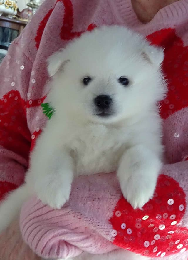 American Eskimo Dog Puppies Full Vaccinated media 10