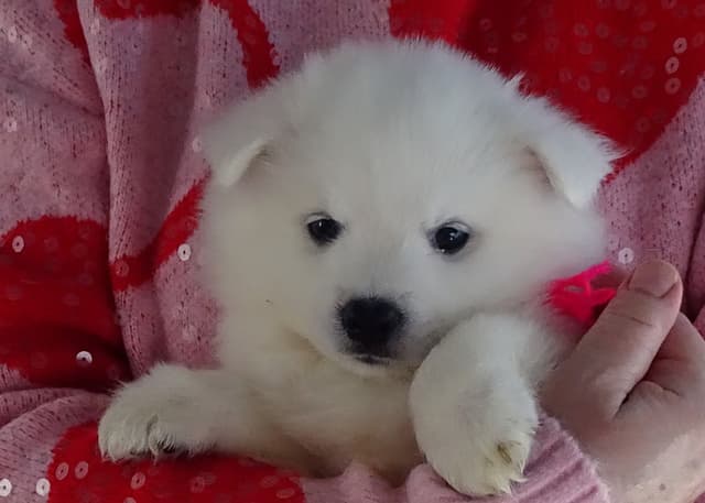 American Eskimo Dog Puppies Full Vaccinated media 12
