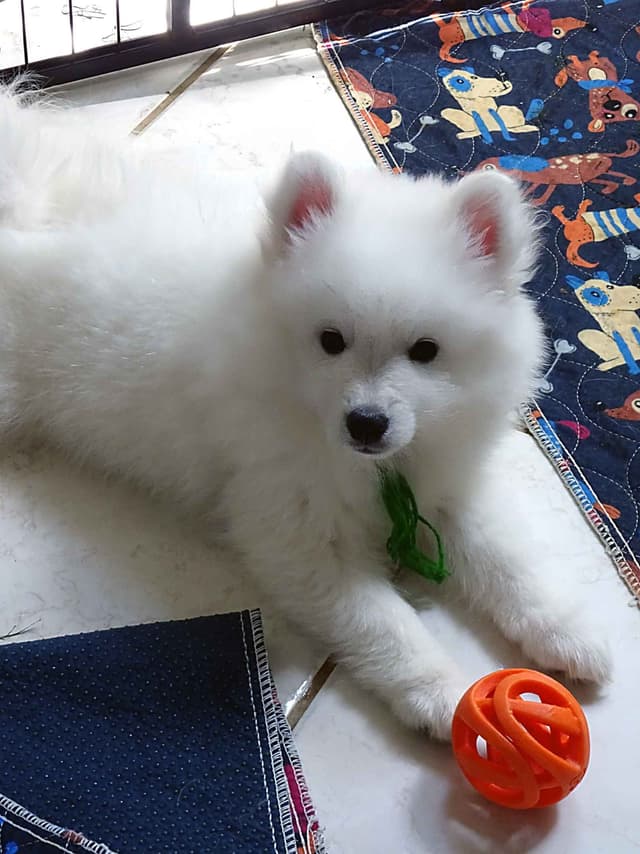 American Eskimo Dog Puppies Full Vaccinated media 9