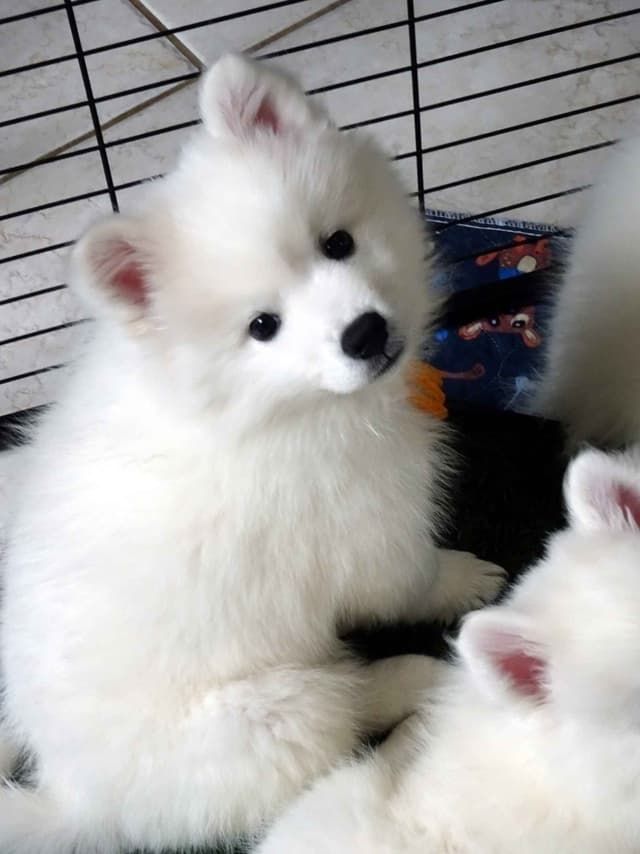 American Eskimo Dog Puppies Full Vaccinated media 7