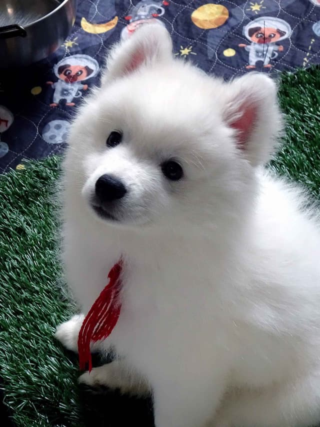American Eskimo Dog Puppies Full Vaccinated media 5
