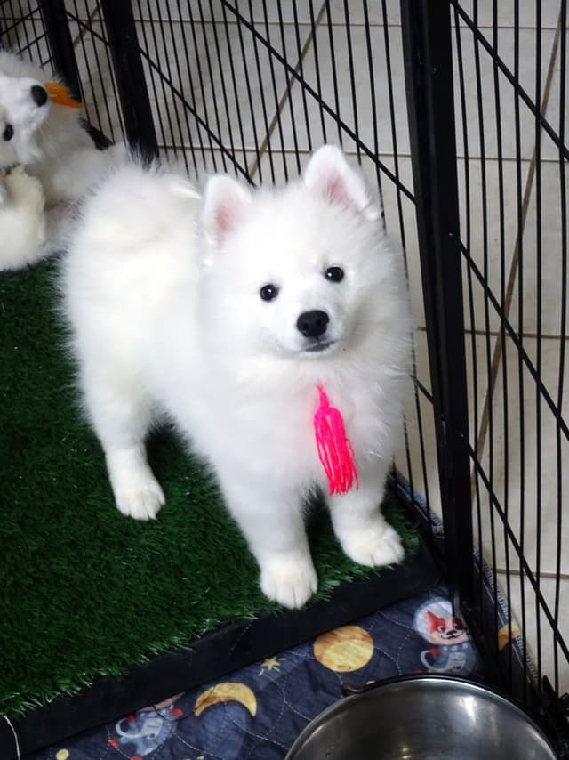 American Eskimo Dog Puppies Full Vaccinated media 11