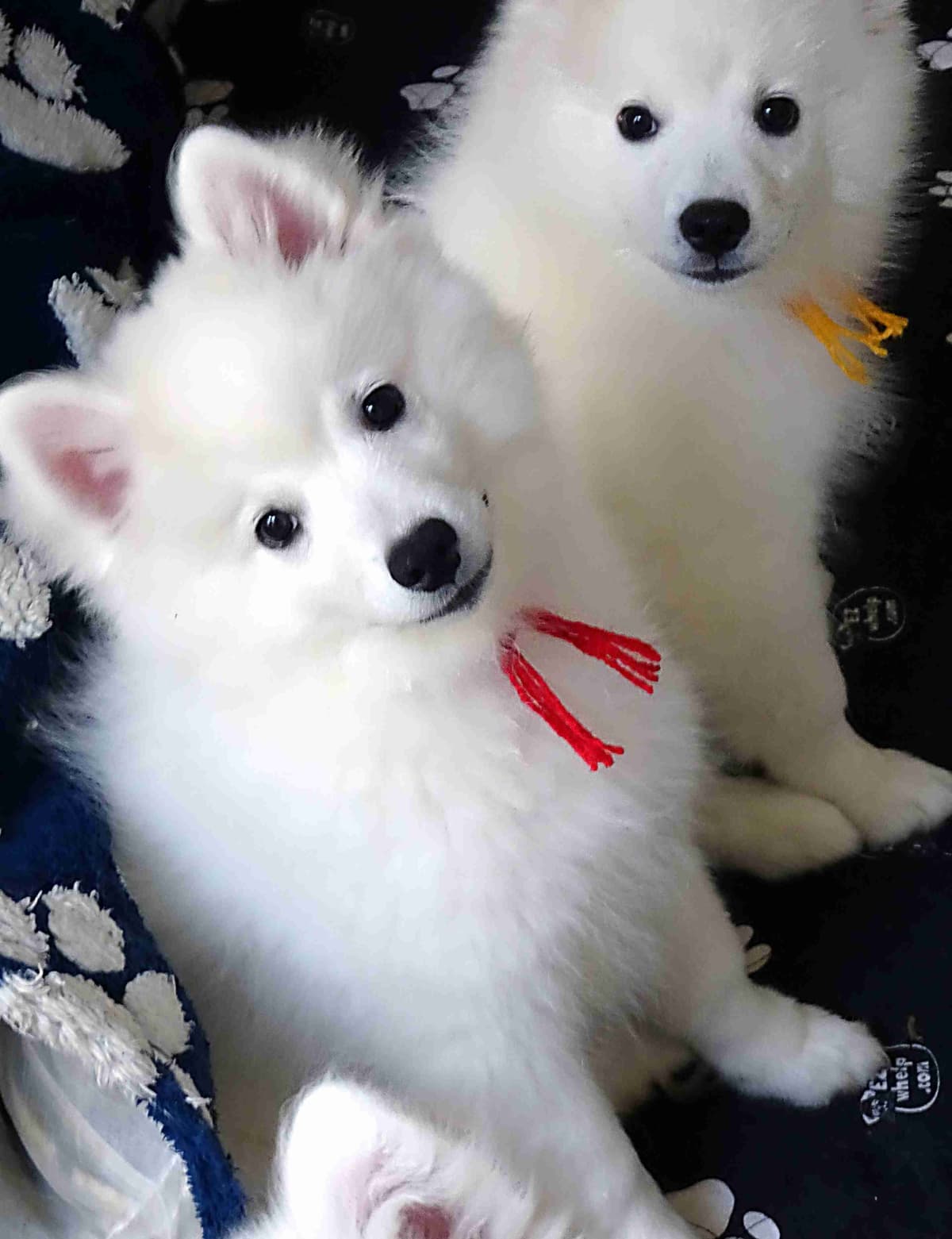 American Eskimo Dog Puppies Full Vaccinated breeder image 4