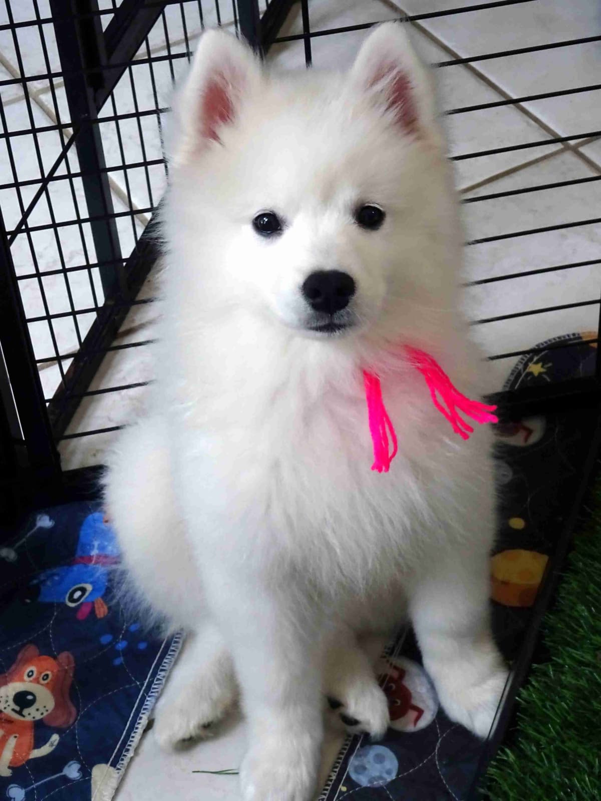 American Eskimo Dog Puppies Full Vaccinated breeder image 5