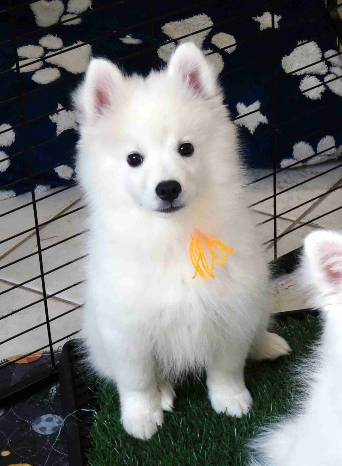 American Eskimo Dog Puppies Full Vaccinated breeder image 6