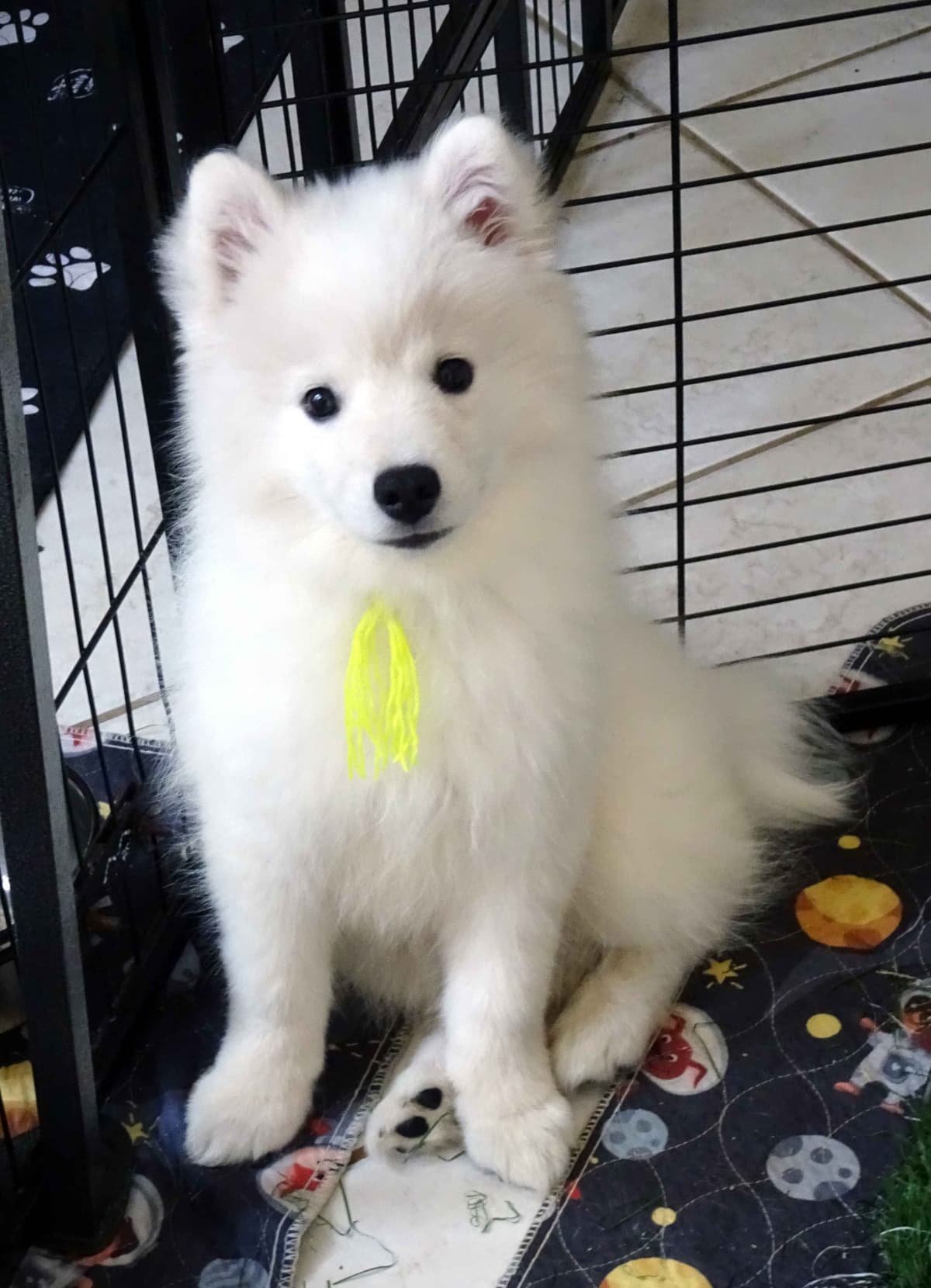 American Eskimo Dog Puppies Full Vaccinated breeder image 7