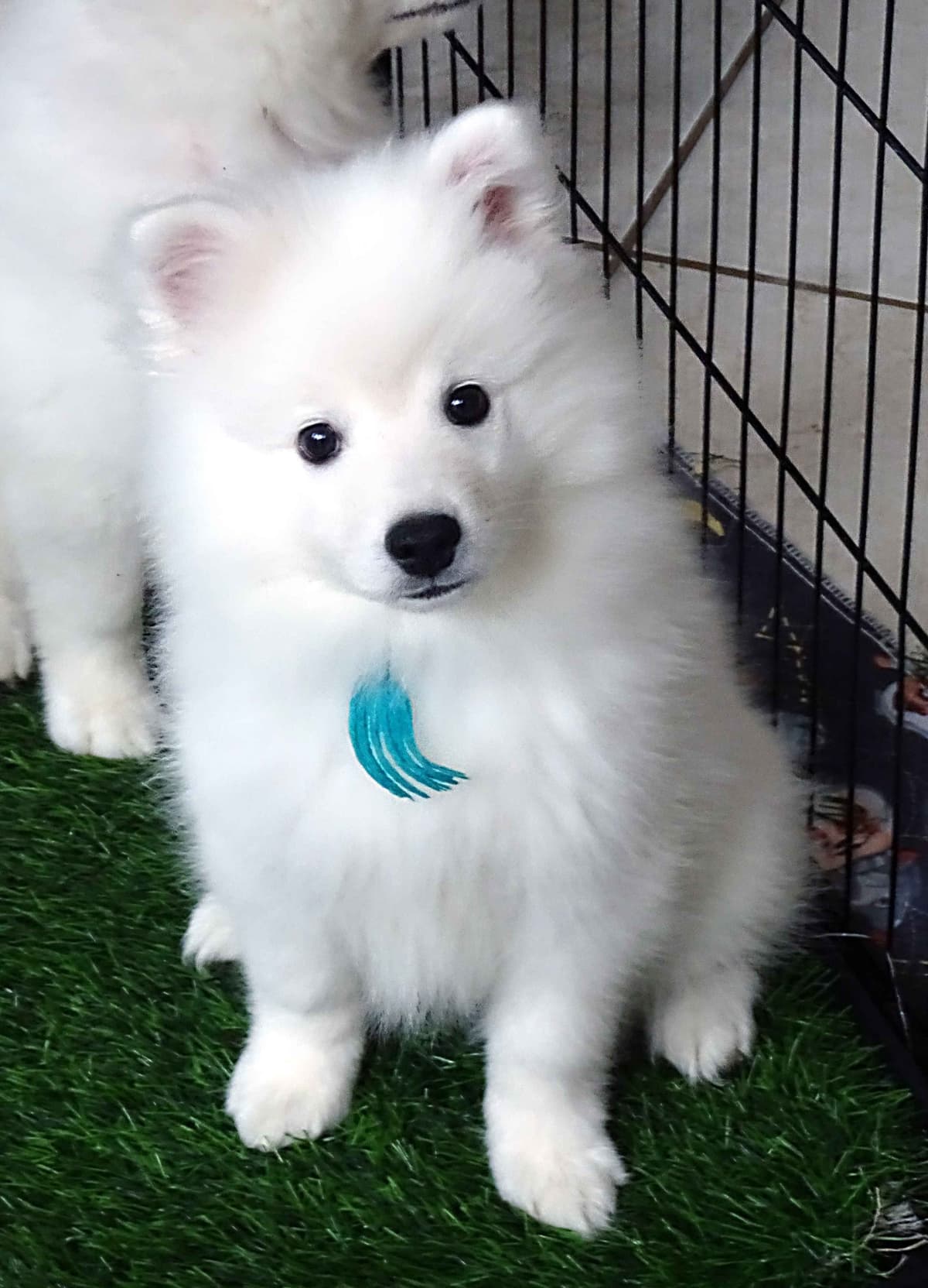American Eskimo Dog Puppies Full Vaccinated breeder image 8