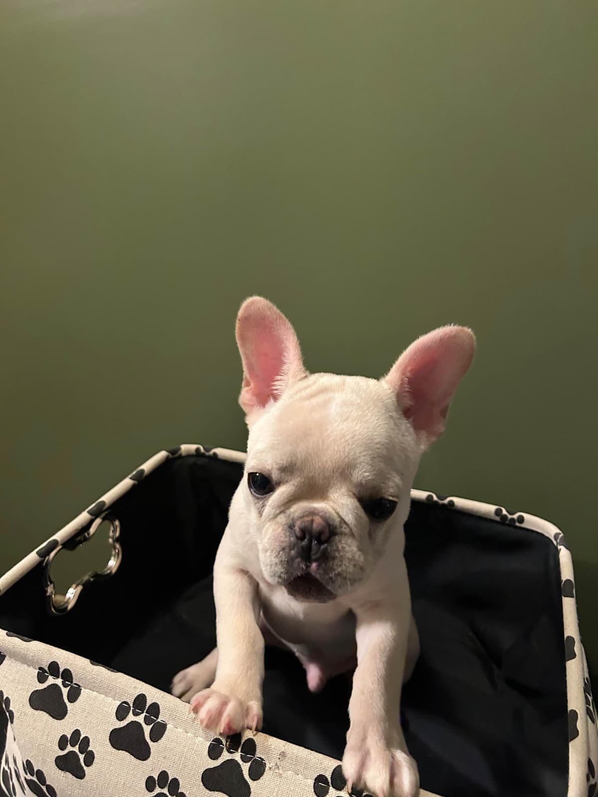 French Bulldog Puppies breeder image 1