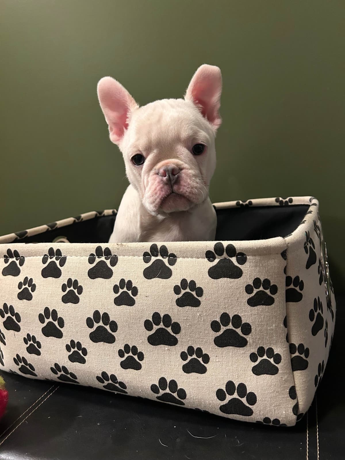 French Bulldog Puppies breeder image 3