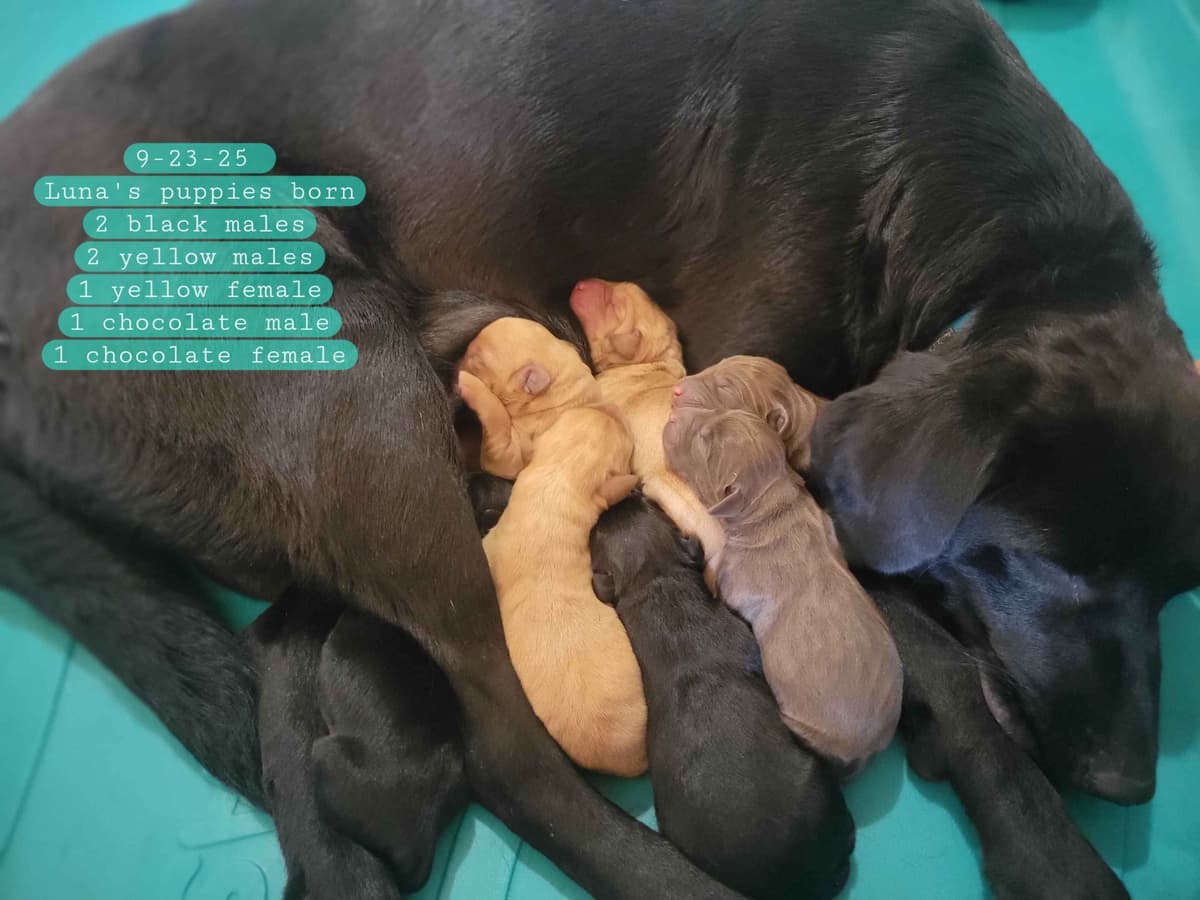 Labrador Retriever Puppies breeder image 1