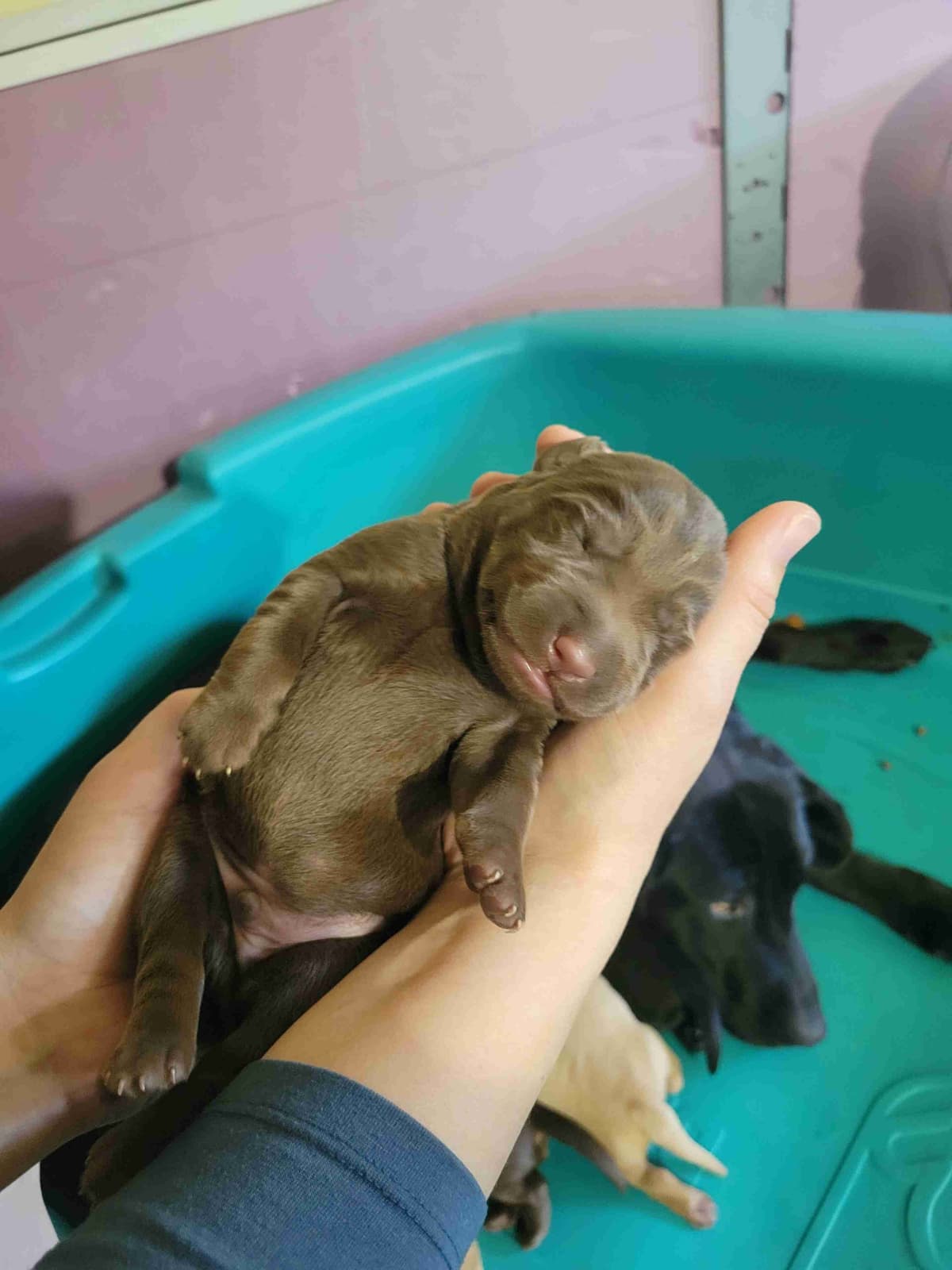 Labrador Retriever Puppies breeder image 3