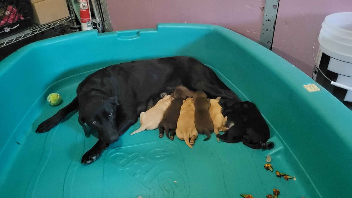 Labrador Retriever Puppies breeder image 4