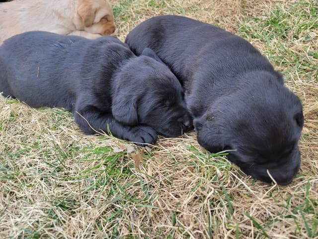 Labrador Retriever Puppies media 3