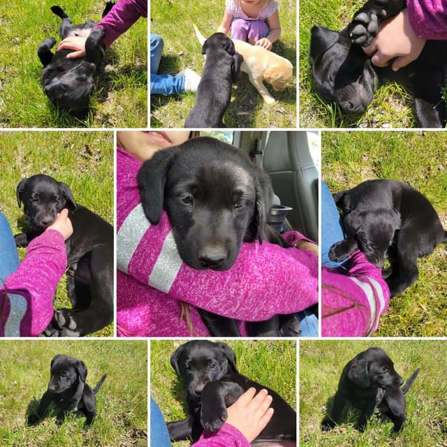 Labrador Retriever Puppies media 5