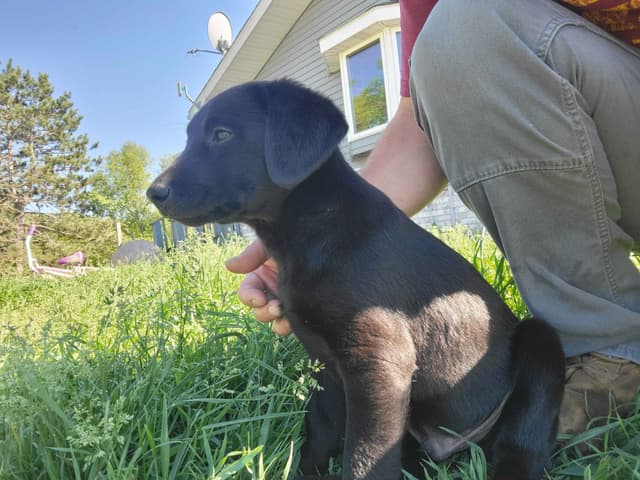 Labrador Retriever Puppies media 7