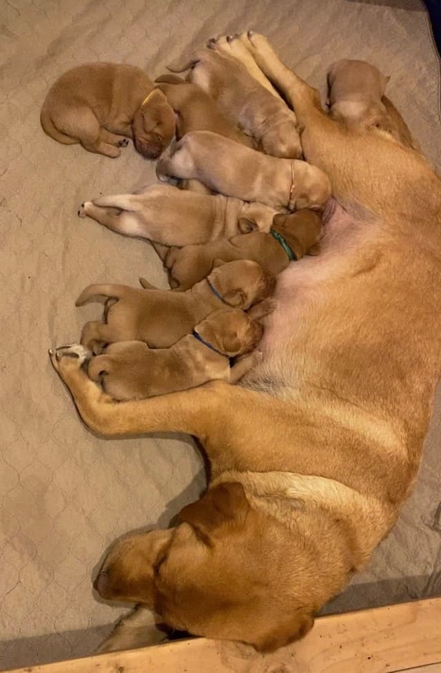 Labrador Retriever Puppies media 15