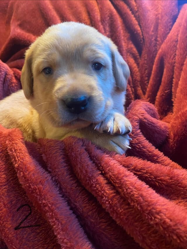 Labrador Retriever Puppies media 23
