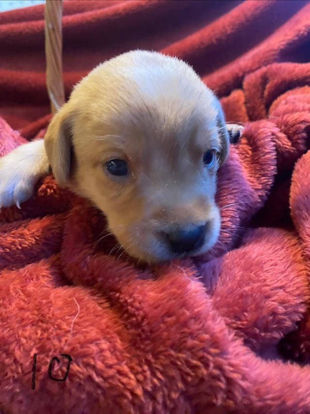 Labrador Retriever Puppies media 22