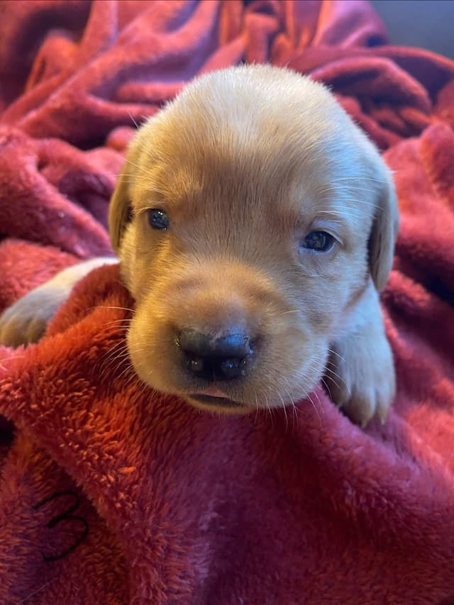 Labrador Retriever Puppies media 24