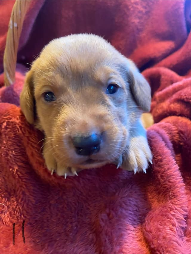 Labrador Retriever Puppies media 19