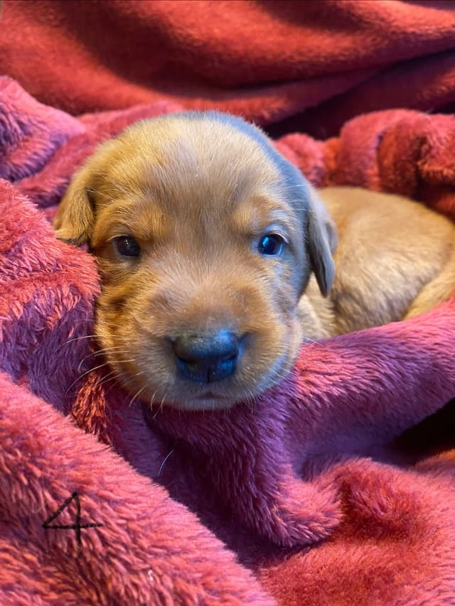 Labrador Retriever Puppies media 20