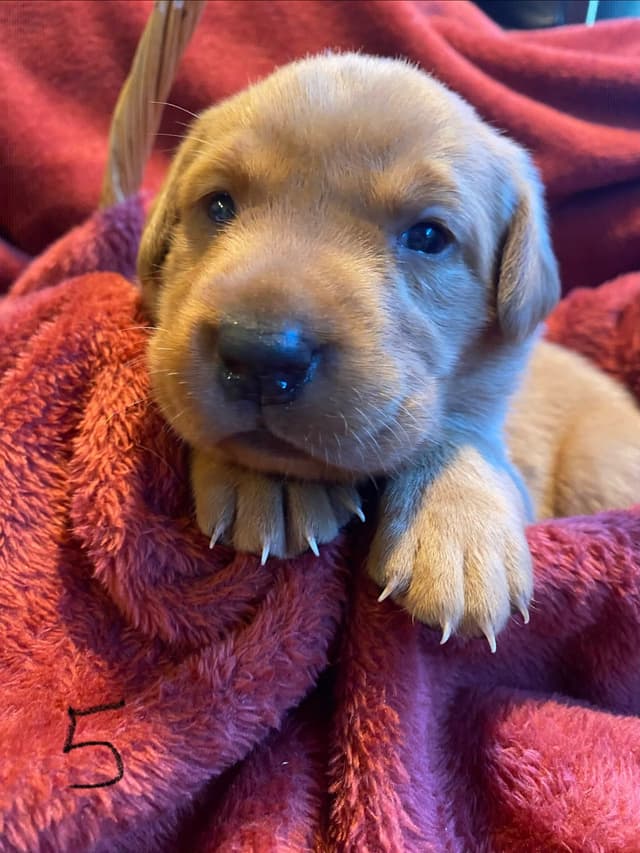 Labrador Retriever Puppies media 27