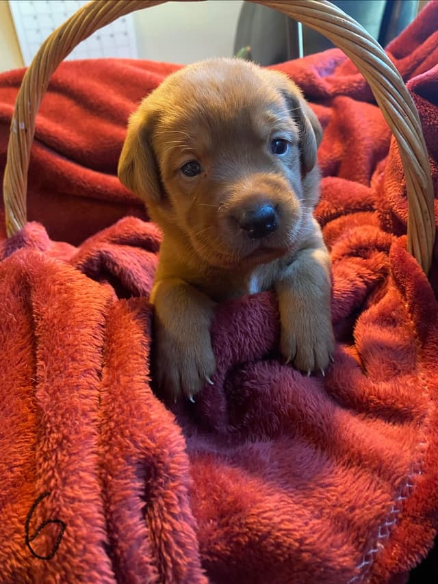 Labrador Retriever Puppies media 26