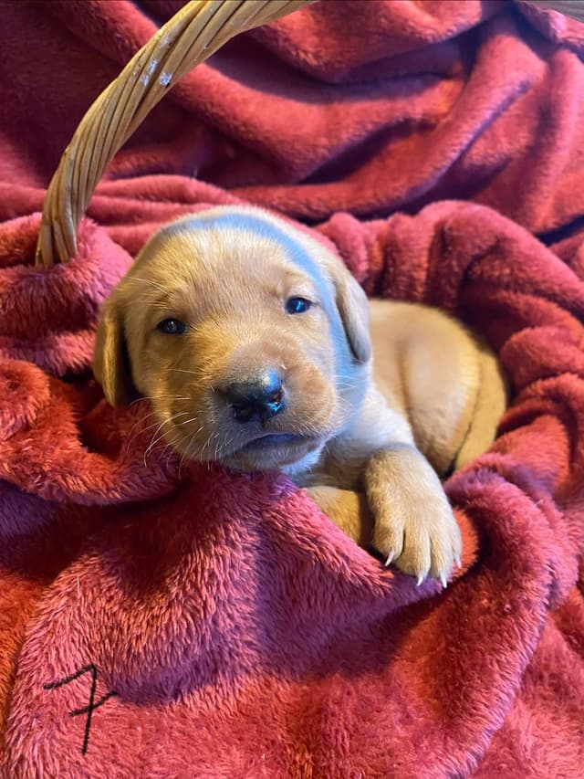 Labrador Retriever Puppies media 21