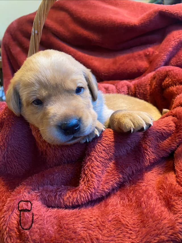 Labrador Retriever Puppies media 28