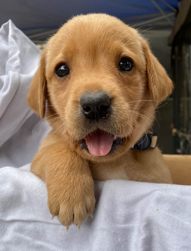 Labrador Retriever Puppies media 4