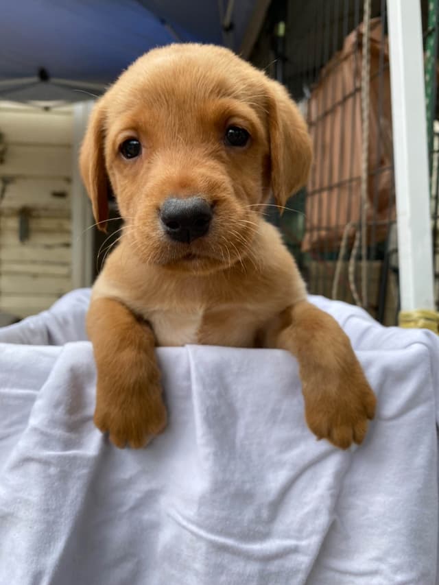 Labrador Retriever Puppies media 9
