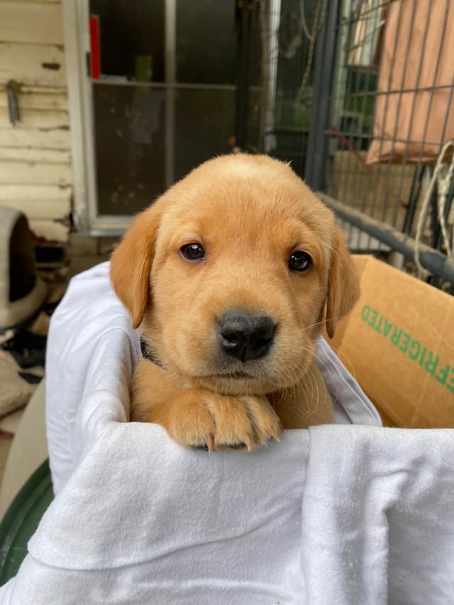 Labrador Retriever Puppies media 11