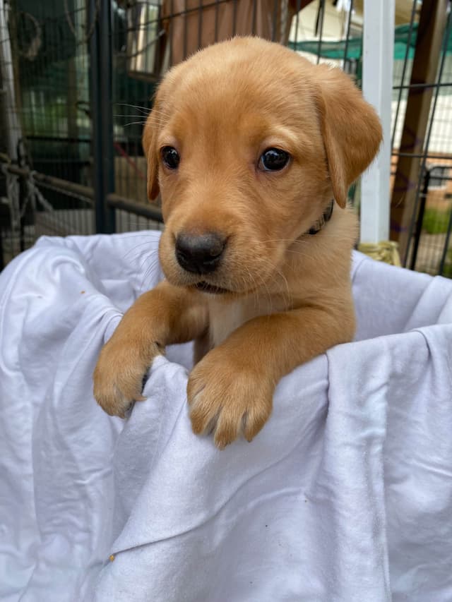 Labrador Retriever Puppies media 10