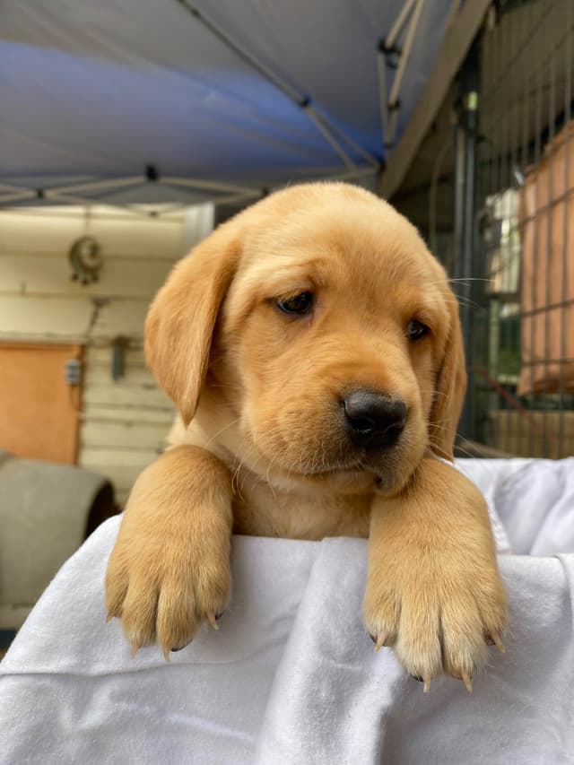 Labrador Retriever Puppies media 5