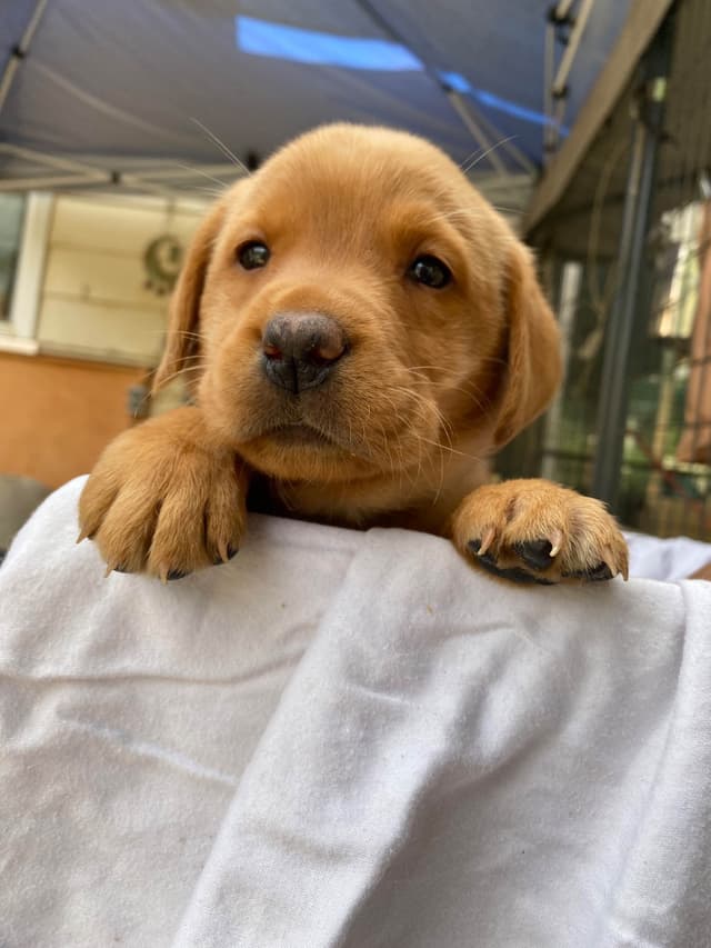Labrador Retriever Puppies media 6