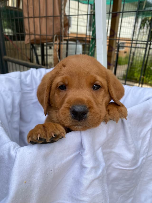 Labrador Retriever Puppies media 12