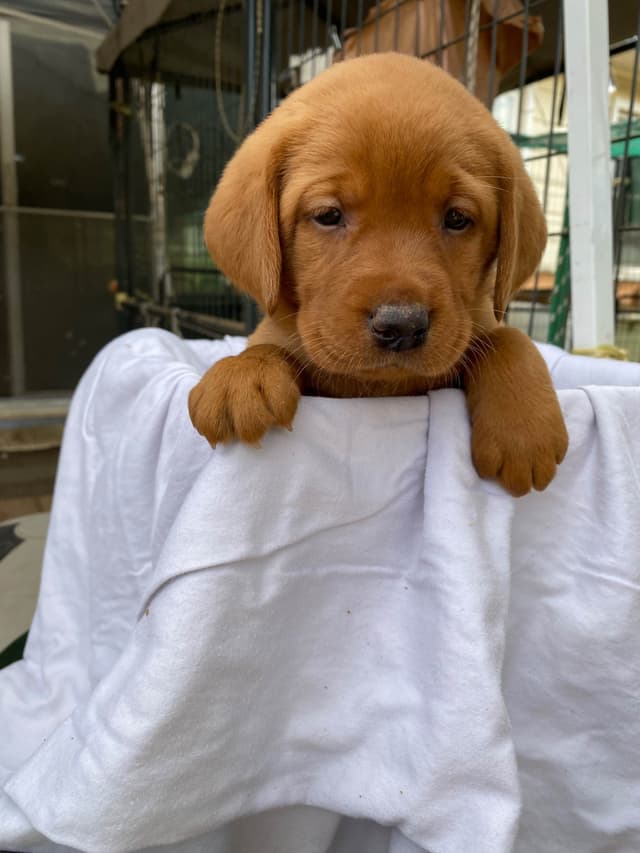 Labrador Retriever Puppies media 7
