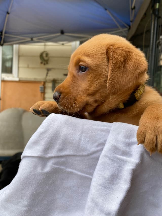 Labrador Retriever Puppies media 13